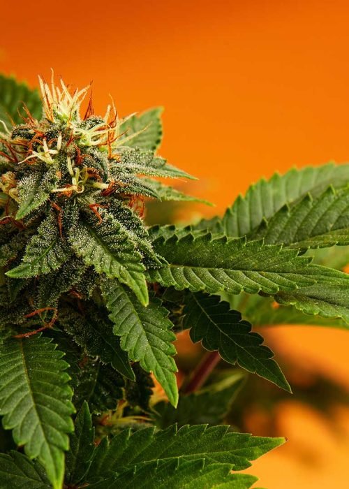 marijuana-plants-long-banner-beautiful-tropical-ca-78PRANR